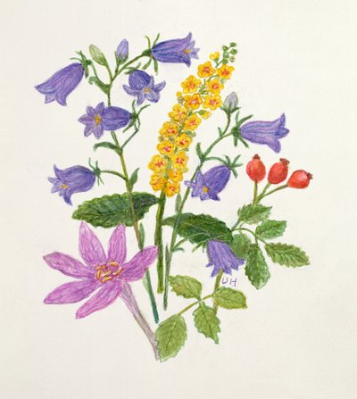 Harebells والزهور البرية الأخرى (مرحاض على ورق) بواسطة أورسولا هودجسون